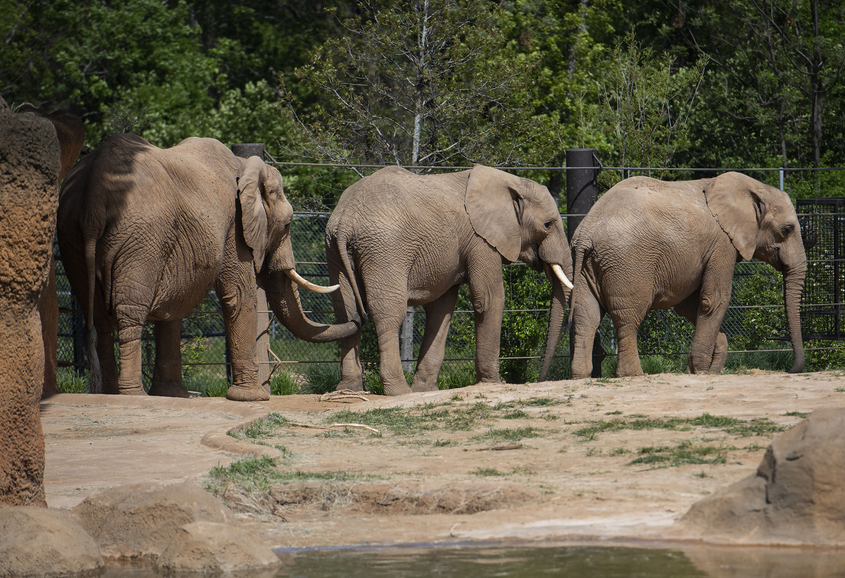 20190416_New_Elephants_Zoo_08web.jpg